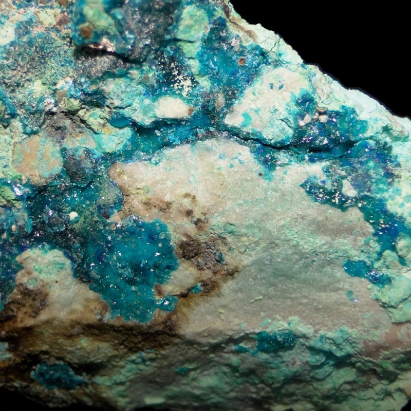 Guanacoite - Imagen 2